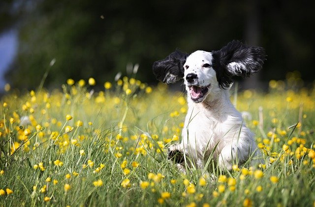 Dog Butterfly — still photo